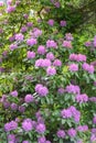 Mountain rosebay Rhododendron Catawbiense Grandiflorum, violet-purple flowering shrub